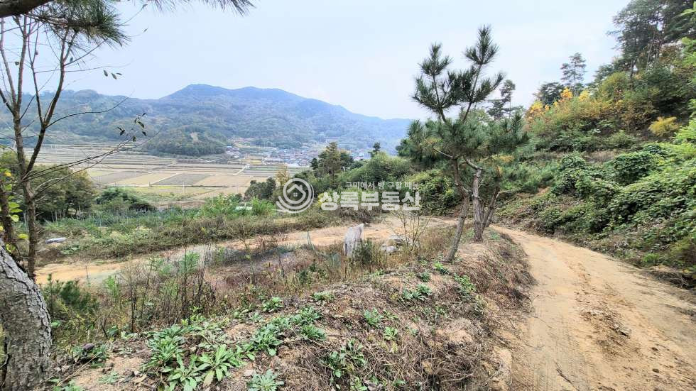 경북 구미시 무을면 웅곡리 자연이 주는 멋진 풍경과, 피톤치드 가득한 소나무와 천연알칼리지하수가 있는 임야 매매 매물번호 10439 사진 9