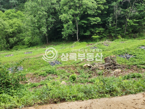 경북 김천시 부항면 안간리 실개천흐르고,감나무,탱자나무 있는 산새좋은 과수원 매매 매물번호 10508 사진 2