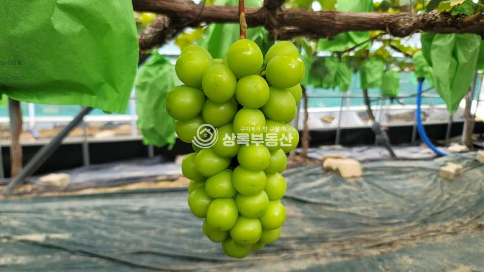 경북 김천시 대항면 향천리233 직지사인근 비가림포도재배하우 매매 매물번호 10553 사진 4