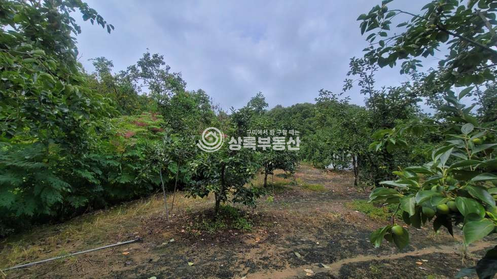 경북 구미시 해평면 낙성리 539-4 구미5공단 급매물 감나무밭 매매 매물번호 10559 사진 3