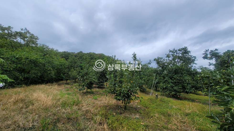 경북 구미시 해평면 낙성리 539-4 구미5공단 급매물 감나무밭 매매 매물번호 10559 사진 6