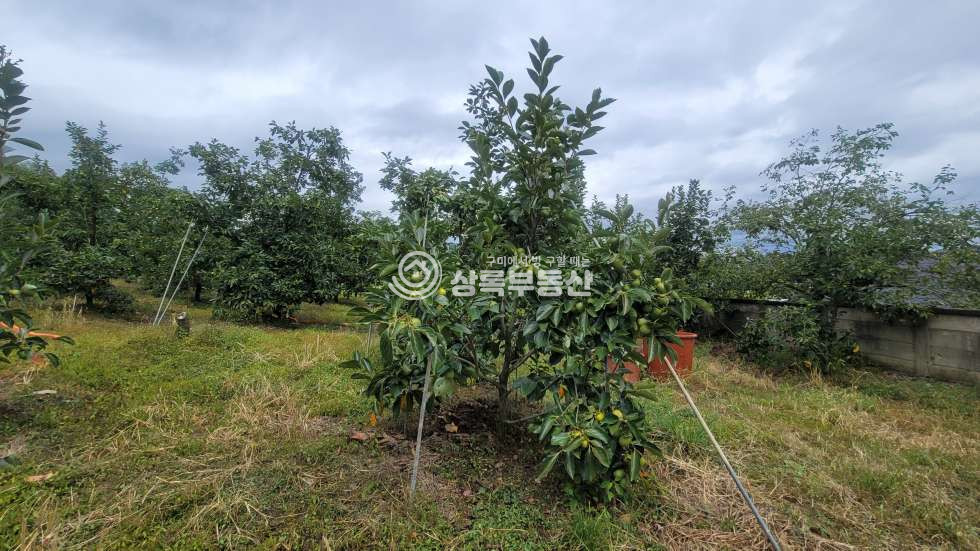 경북 구미시 해평면 낙성리 539-4 구미5공단 급매물 감나무밭 매매 매물번호 10559 사진 7