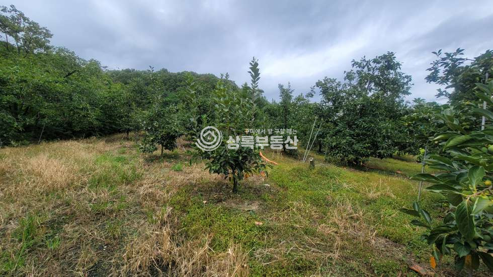 경북 구미시 해평면 낙성리 539-4 구미5공단 급매물 감나무밭 매매 매물번호 10559 사진 8