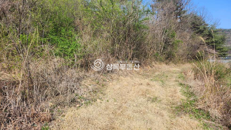 충북 영동군 추풍령면 신안리 추풍령 ic10분 산림조합, 임업경영하기 좋은 44418평 대형임야 매매 매물번호 10355 사진 3