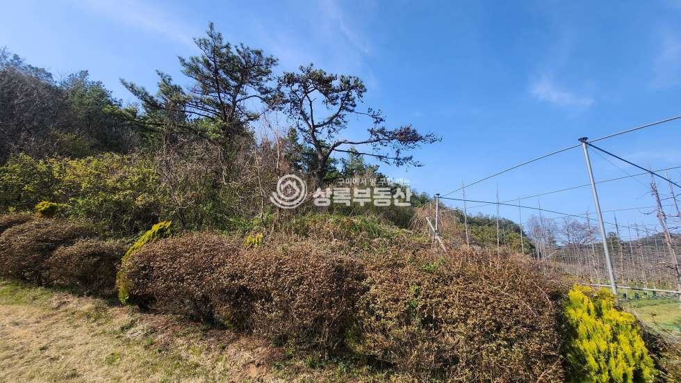 충북 영동군 추풍령면 신안리 추풍령 ic10분 산림조합, 임업경영하기 좋은 44418평 대형임야 매매 매물번호 10355 사진 5