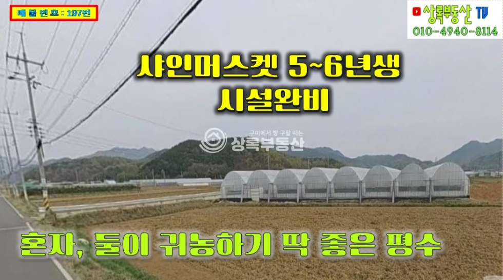 경북 김천시 감문면 태촌리 김천시 감문면 태촌리 6~년생 샤인머스켓 농원매매 매매 매물번호 10192 사진 1