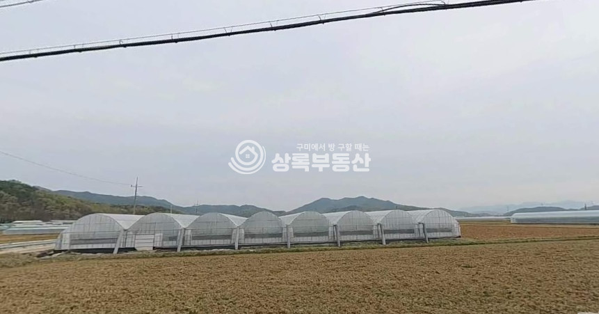 경북 김천시 감문면 태촌리 김천시 감문면 태촌리 6~년생 샤인머스켓 농원매매 매매 매물번호 10192 사진 4